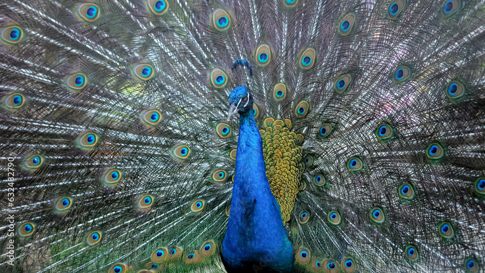 Fototapeta premium Peacock with flowing tail with multi-colored feathers in zoo. Beauty and life of surrounding environment in fenced area. Bird species