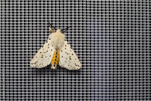 Breitflügeliger Fleckleibbär (Spilosoma lubricipeda) photo