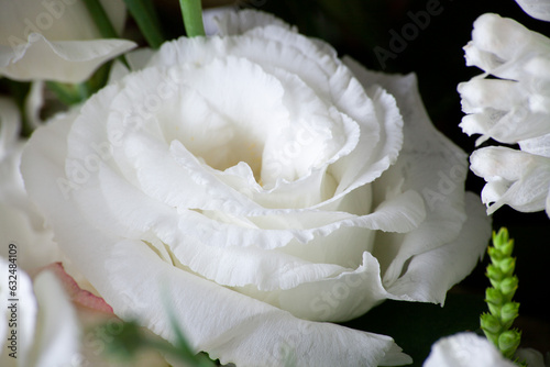 Tender Rose flower in bouquet close up. Background of white roses.