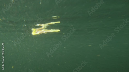 Worm Polychaeta Nereis virens (Alitta virens) from family Nereididae. Floats in water column during spawning for reproduction. White Sea photo