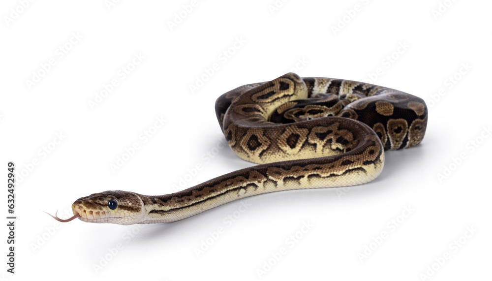 Two morphs of Ball Python aka Python Regius, tangled up and living as friend. Isolated on a white background. Two morphs of Ball Python aka Python Regius, tangled up and living as friend. Isolated on a white background.