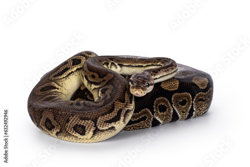 Two morphs of Ball Python aka Python Regius, tangled up and living as friend. Isolated on a white background.