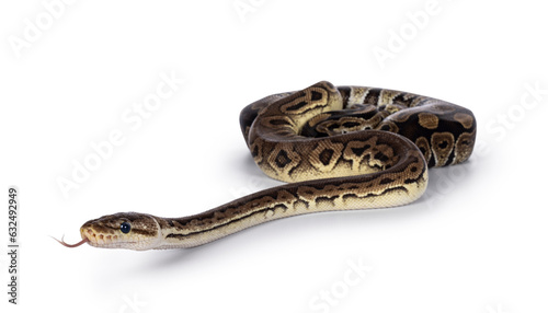 Two morphs of Ball Python aka Python Regius, tangled up and living as friend. Isolated on a white background. © Nynke
