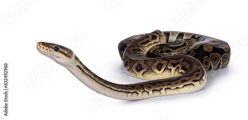 Two morphs of Ball Python aka Python Regius, tangled up and living as friend. Isolated on a white background.