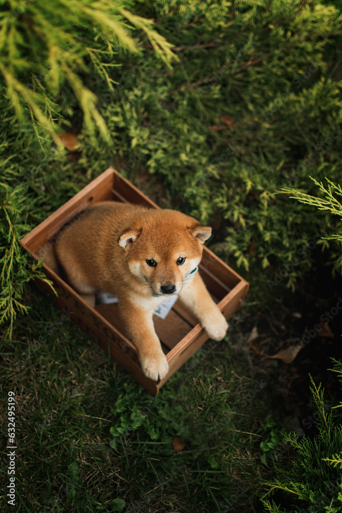 A Shiba Inu puppy sits in the bushes in a wooden crate