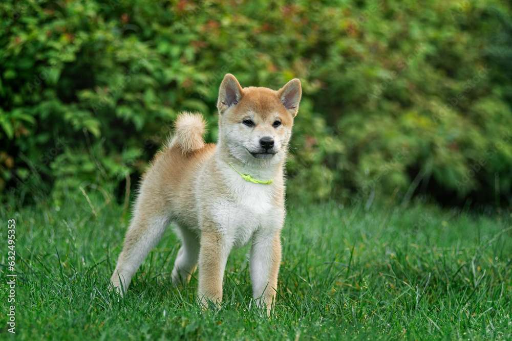 Cute shiba inu puppy on a green lawn in summer playing