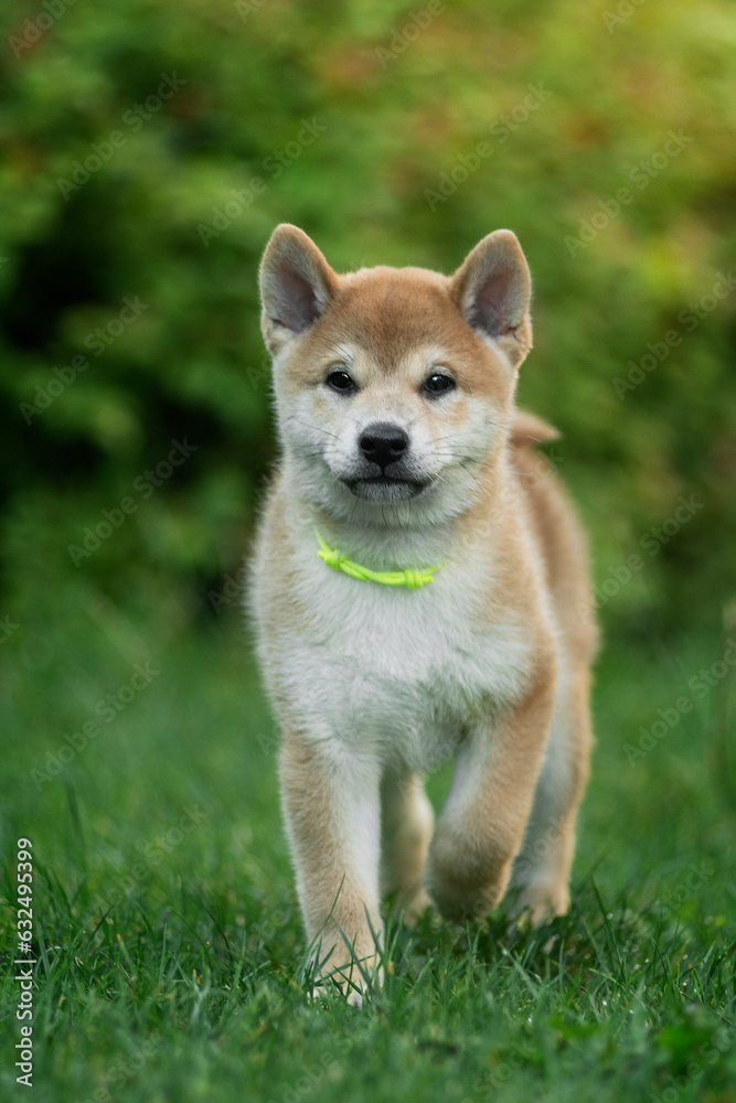 A shiba inu puppy running through the green grass
