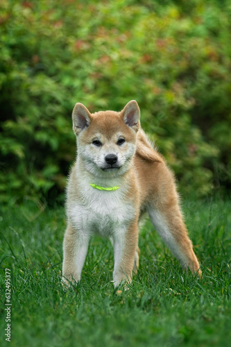 Cute shiba inu puppy on a green lawn in summer playing © love_dog_photo