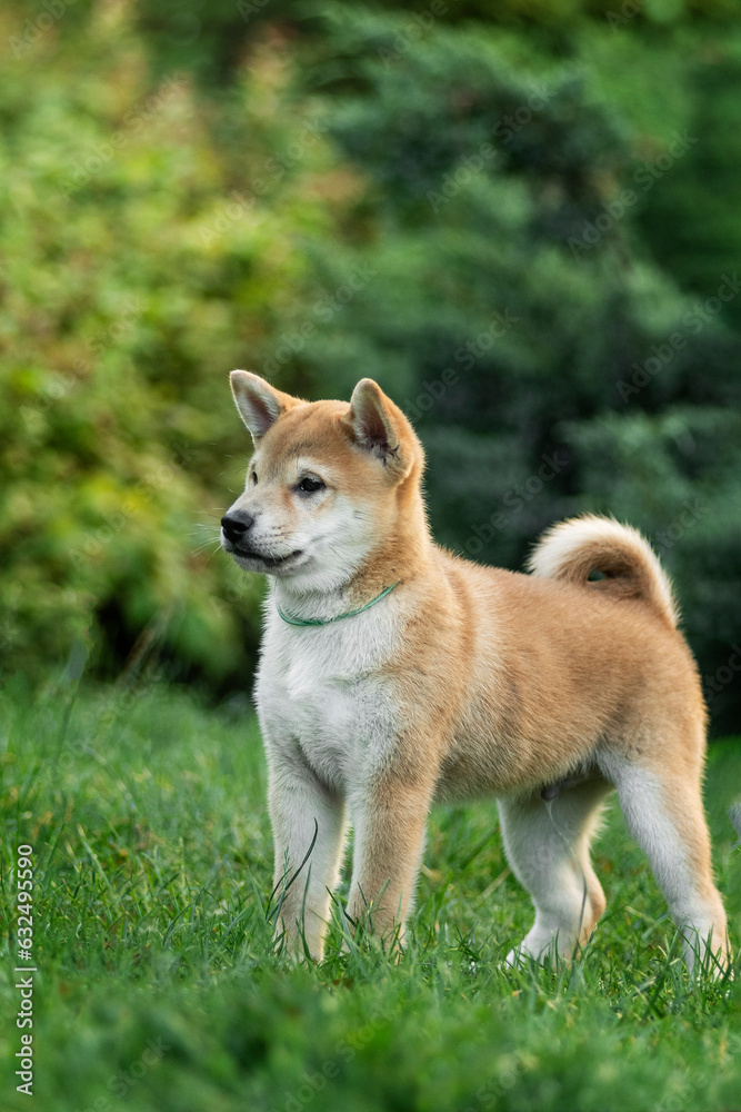 Cute shiba inu puppy on a green lawn in summer playing
