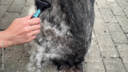 Grooming Siberian Husky outdoor, undercoat removal. Dog shedding in Spring. Close-up of a woman's hand brushing fur.