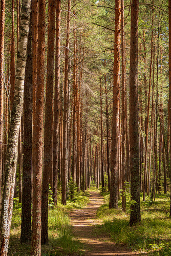 Pine forest in the summer. Forest landscape. Pine forest.
