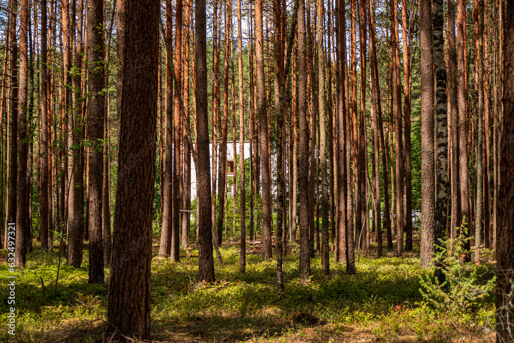 Fototapeta premium Pine forest in the summer. Forest landscape. Pine forest.