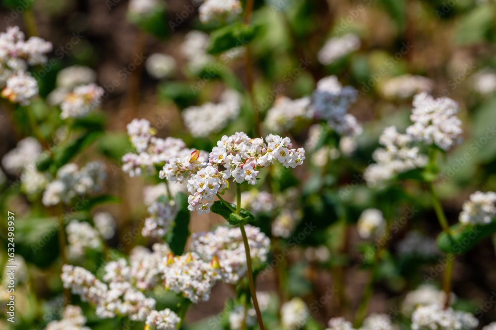 Buckwheat macro with white flowers. Fagopyrum esculentum Buckwheat macro with white flowers. Fagopyrum esculentum