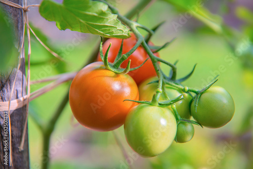 closeup on red tomatoes ripening in a vegetable garden attached to a guardian...
