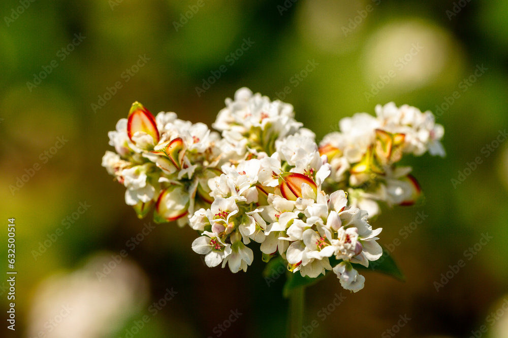 Buckwheat macro with white flowers. Fagopyrum esculentum Buckwheat macro with white flowers. Fagopyrum esculentum