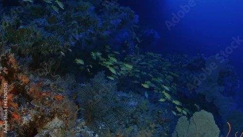 A school of Bluestripped snapper (Lutjanus kasmira) are swimming in a very colorfull coral Reef, Maldives, Indian ocean, Asia photo