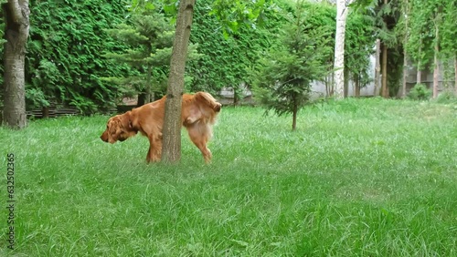 Dog peeing. English cocker spaniel pee at tree in the park. Pet urinating. Animal marking territory. photo