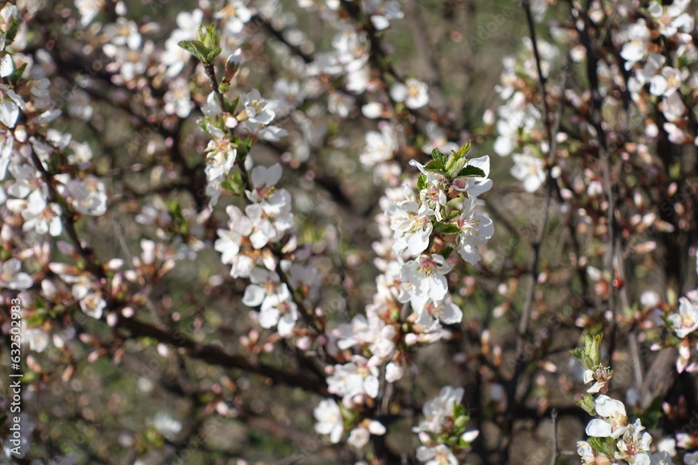 White flowers and green leaves of prunus tomentosa in March