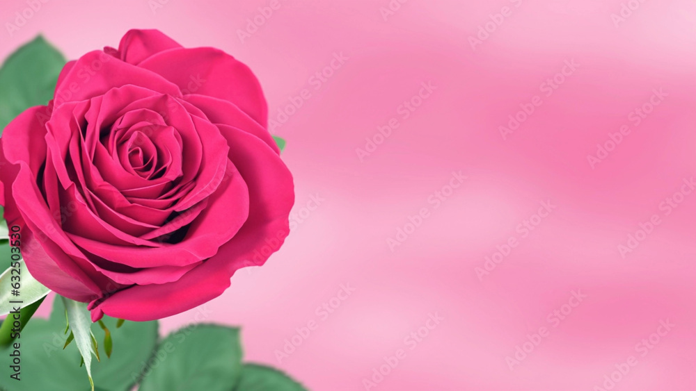 Rose of pink color on blurred background. Copy space for text. Mock up template