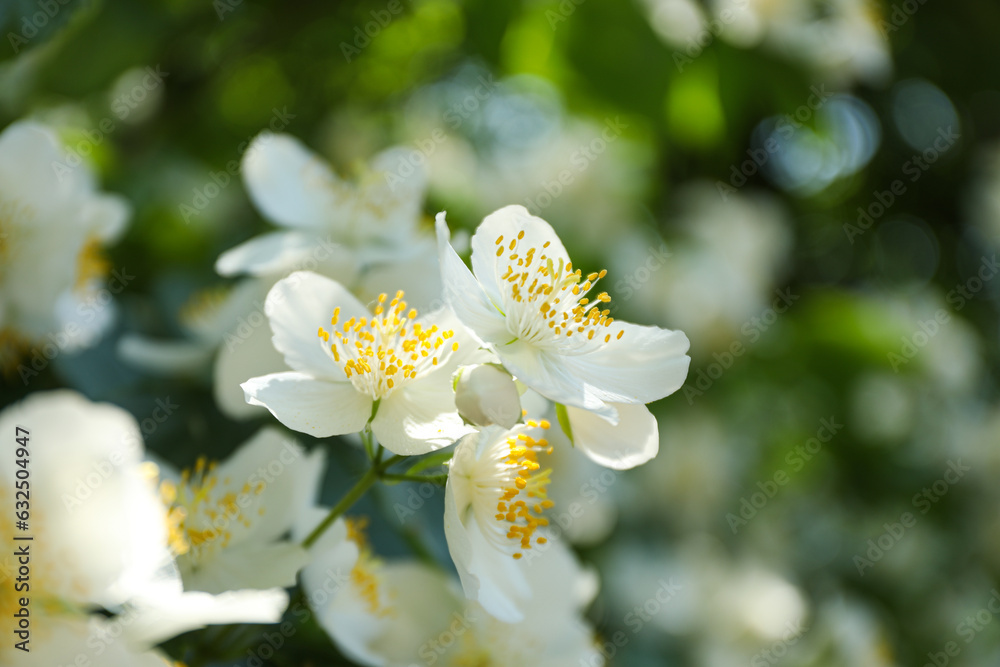 Bush with white flowers outdoors on green background, close up Bush with white flowers outdoors on green background, close up