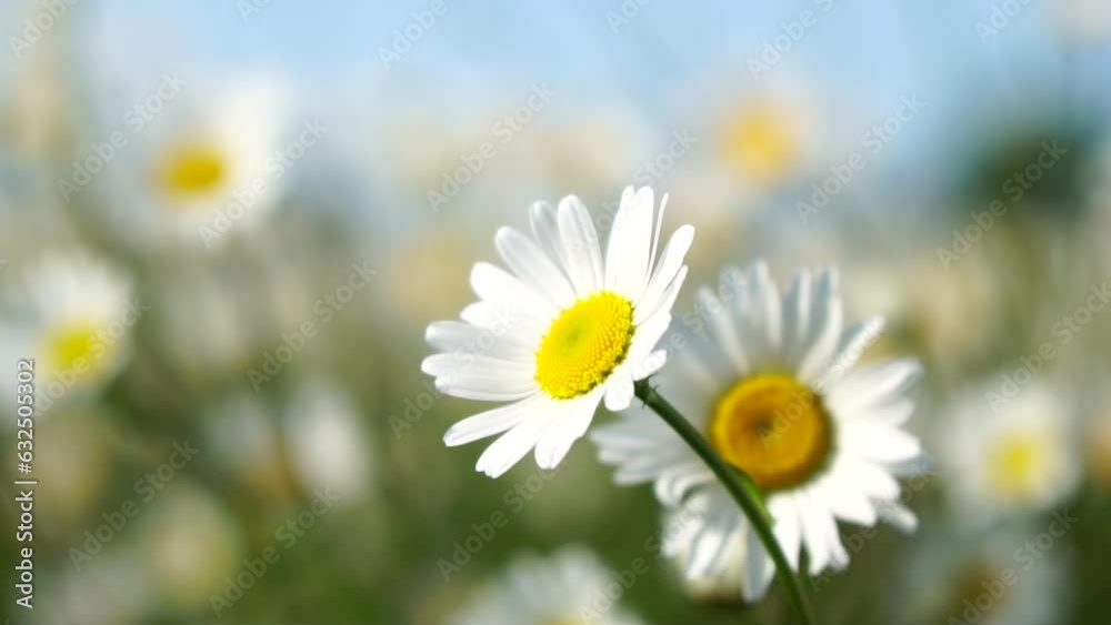 Chamomile. White daisy flowers in a field of green grass sway in the wind at sunset. Chamomile flowers field with green grass. Close up slow motion. Nature, flowers, spring, biology, fauna concept