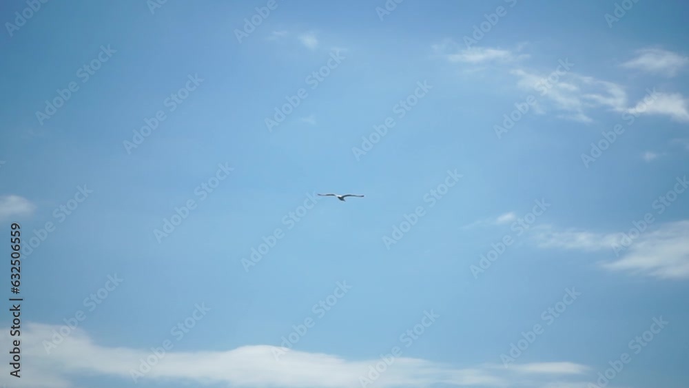 Seagull flying in summer sky. A flock of the seagull birds flies under a blue sky, over the sea along the rocky coast. Freedom concept Seagull flying in summer sky. A flock of the seagull birds flies under a blue sky, over the sea along the rocky coast. Freedom concept
