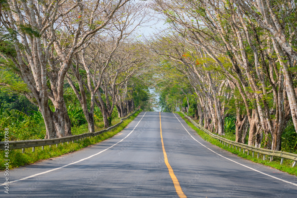 Fototapeta premium The road through the Rubber tree plantation
