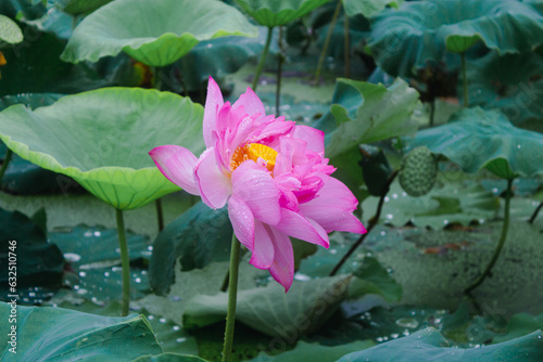 Lotus flowers blooming in the lotus pond  