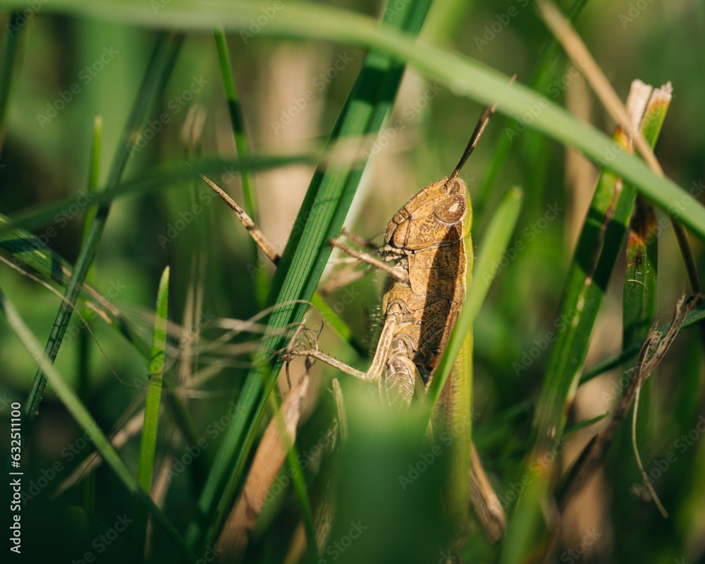 A brown grasshopper sits on a blade of grass A brown grasshopper sits on a blade of grass