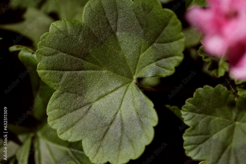 Green texture leaf of pelargonium close-up. Garden geranium. Flowering plant in a pot Green texture leaf of pelargonium close-up. Garden geranium. Flowering plant in a pot