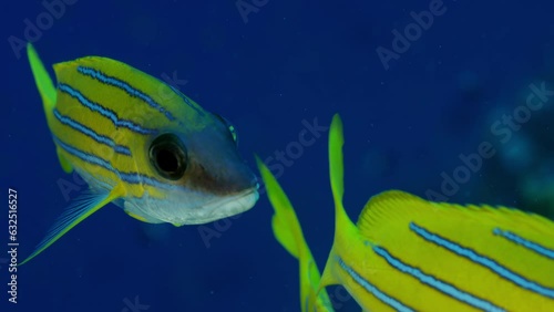 A school of Bluestripped snapper (Lutjanus kasmira) are swimming in a very colorfull coral Reef, Maldives, Indian ocean, Asia photo