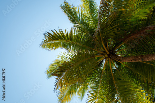 Close-up Coconut palm tree on Beautiful Tropical beach, copy space, insert text