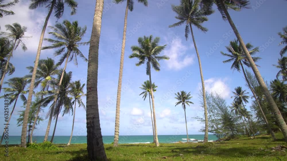 coconut palm trees and beautiful sky over sea Amazing light nature colorful landscape Beautiful light nature sky and clouds seascape. coconut palm trees and beautiful sky over sea Amazing light nature colorful landscape Beautiful light nature sky and clouds seascape.