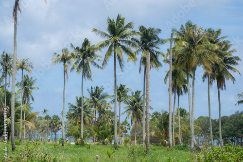 coconut tree on garden blue sky