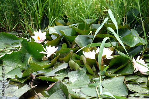 Wild flowers in water land Eilandspolder in the Netherlands. photo