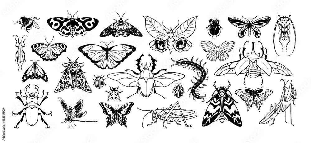 Beetles and butterflies set. Species exotic insects in detailed vintage style fly: moth, bug, ladybug, dragonfly, bumblebee, scarab, mantis, beetle. Hand drawn isolated vector illustration on white Beetles and butterflies set. Species exotic insects in detailed vintage style fly: moth, bug, ladybug, dragonfly, bumblebee, scarab, mantis, beetle. Hand drawn isolated vector illustration on white