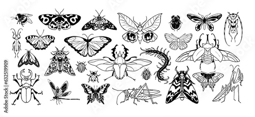 Beetles and butterflies set. Species exotic insects in detailed vintage style fly: moth, bug, ladybug, dragonfly, bumblebee, scarab, mantis, beetle. Hand drawn isolated vector illustration on white