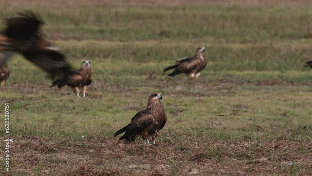 Flying around and landing on the field, Black-eared kite milvus lineatus Flying around and landing on the field, Black-eared kite milvus lineatus