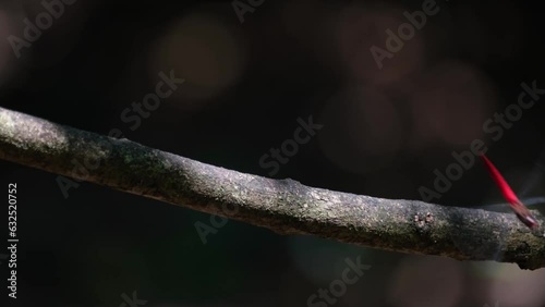 Dragonfly perched on a branch flew down on the right side of the frame. photo