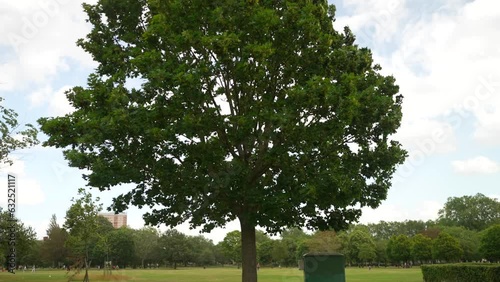 Tree in a grassy park in London, branches moving in strong winds, in Slow Motion. Green leaves in the summer.  photo