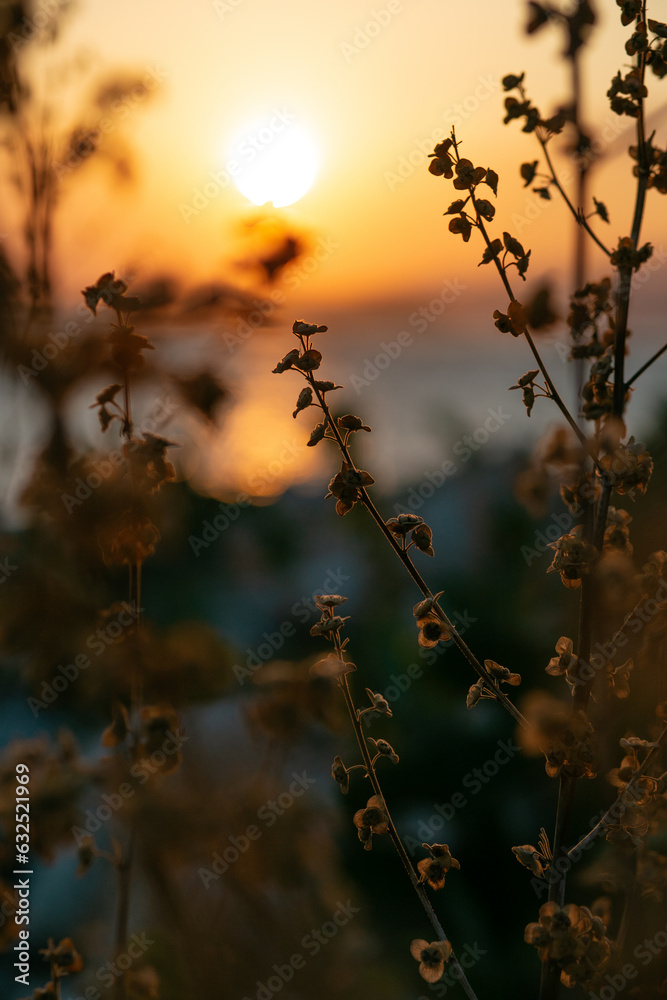 Grass Illuminated By Sun. Dusk Time. Dry Grass In Sunset Sunlight. Beautiful Plant On Sunrise Sky Background. Nature At Sunrise. Golden Summer Sunset. Happy Autumn Season. Grass Illuminated By Sun. Dusk Time. Dry Grass In Sunset Sunlight. Beautiful Plant On Sunrise Sky Background. Nature At Sunrise. Golden Summer Sunset. Happy Autumn Season.
