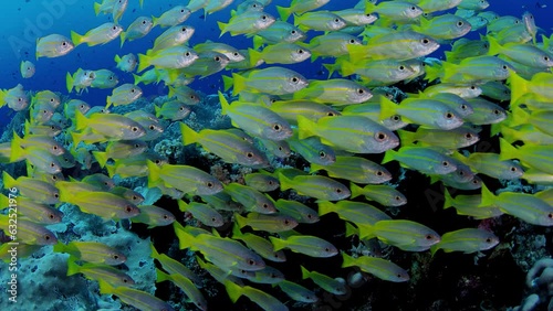 A school of Bluestripped snapper (Lutjanus kasmira) are swimming in a coral Reef, Maldives, Indian ocean, Asia