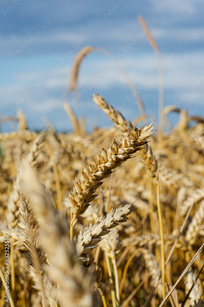 Fototapeta premium wheat field in summer