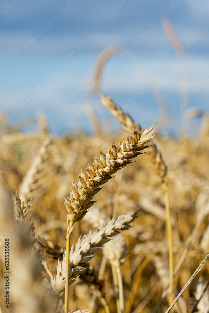 Fototapeta premium golden wheat field