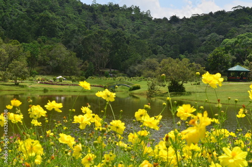 meadow with flowers & lake