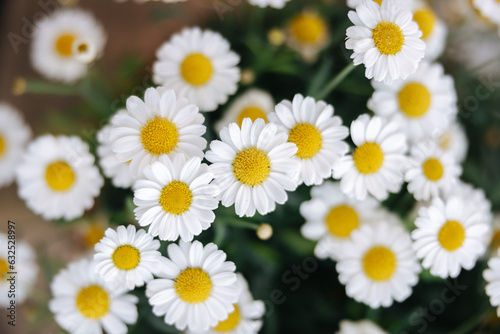 Beautiful daisies close-up in a plant pot