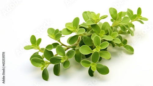 Caraway. Italian and French herbs. Seasoning for cooking. Green leaves on a white background