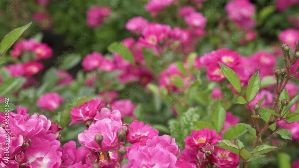 Beautiful pink flowers in nature on a sunny day. Abundantly flowering pink rose bushes. Hybrid tea rose or ground cover rose. Close up panorama. High quality 4k footage Beautiful pink flowers in nature on a sunny day. Abundantly flowering pink rose bushes. Hybrid tea rose or ground cover rose. Close up panorama. High quality 4k footage