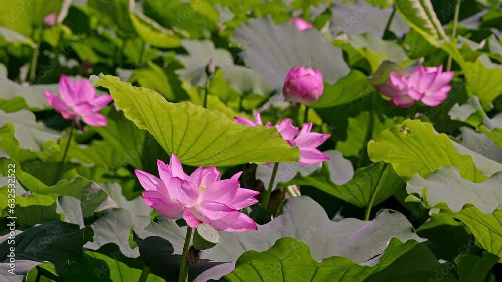 Beautiful pink lotus flowers in Tokyo Ueno Beautiful pink lotus flowers in Tokyo Ueno