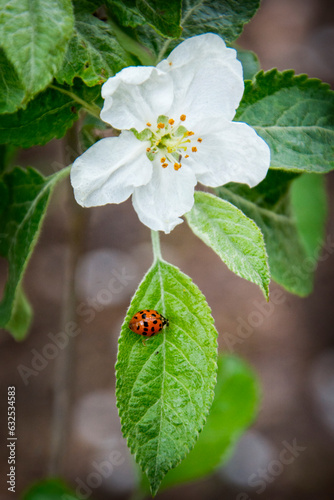 Ladybug on a blooming apple tree, close-up. Spring season.